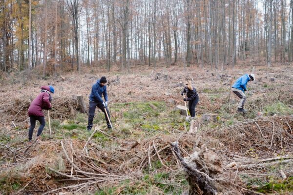 aktion baum pflanzaktion (3)